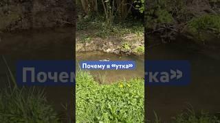 Чему можно научиться у утки