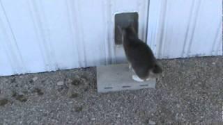 Barn Cat Life...