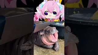 OH NO, MOO DENG!!! #shorts #chibidoki #vtuber