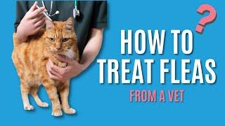 How To Treat FLEAS From A VET!