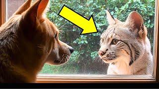 Bobcat Knocked On The Window Everyday, Then The Unthinkable Happened