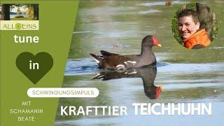 Krafttier Teichhuhn - schamanische Krafttierbotschaft für dich :)