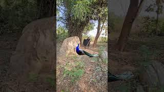 Open tiger  attack #peacock #wildlife #shots #animals #peacock catching