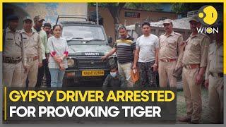 Jim Corbett National Park: Driver accused of provoking tiger | Uttarakhand, India | WION