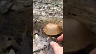 Squishy Mushroom  Tapping: A Fun and Fungal Adventure #shorts #mushroom #nature #asmr  #tapping