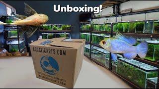 Aquatic Arts Unboxing! Electric Blue Rams and Longfin Blue Eye Bristlenose Pleco