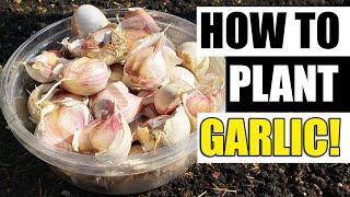 Planting Garlic - The Definitive Guide