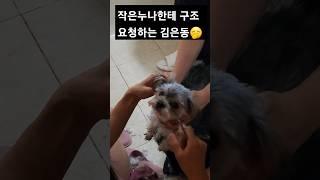 강아지 집에서 셀프 미용하기! 작은 누나에게 구조 요청하는 김은동