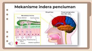 Sistem Indera Pada Manusia: Pengecap, Penglihatan , Pendengaran, Penciuman dan Peraba