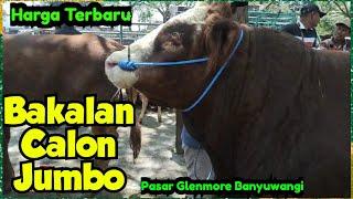 Harga Terbaru Sapi Bakalan Calon Jumbo, Pasar Glenmore Banyuwangi Jatim