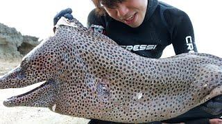 Der Todeskampf mit einer riesigen, menschengroßen moray eel ist erstaunlich.