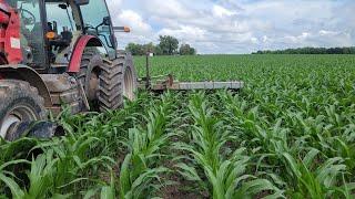 Second round of cultivating corn. Non gmo soybeans get cultivated and foliar fed, R1/R2 beans