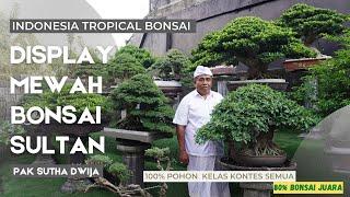 Display Bonsai Mewah untuk Bonsai Bonsai Juara milik pak Sutha Dwija dari Badung,Bali