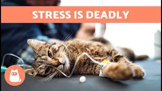 Can a CAT DIE From STRESS?  Why Stress Kills and How to Stop It