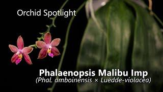 Phalaenopsis Malibu Imp // Orchid Spotlight