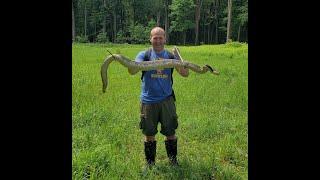 HUGE Rattlesnake!! Pennsylvania Rattlesnake Hunting 2020