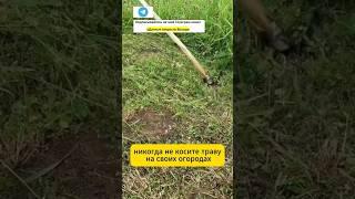 Никогда не косите траву! 100%ое средство от сорняков! #сад #огород #дача #сорняки #урожай