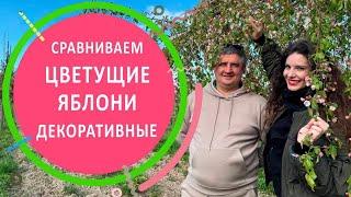 Обзор и сравнение яблонь декоративных во время цветения