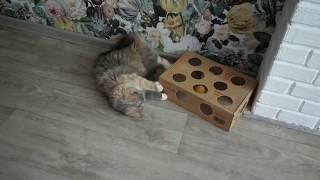 Cats are playing. DIY toy for a cat. Educational toys for cats