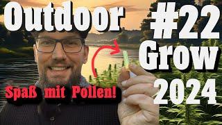 Cannabis einfach bestäuben. Und: Preisvorstellung Grow-Off! | Cannabisanbau Outdoor Grow 2024 EP 22