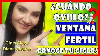 CiCLO MeNSTRUAL, VeNTANA FeRTIL, ¿CUáNDO OVULO? por GINECOLOGA DIANA ALVAREZ