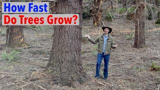 Quick Simple Methods To Know How Fast a Tree is Growing