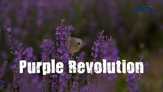 Purple Revolution