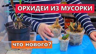 Орхидеи "из мусорки". Как поживают мои подопытные?