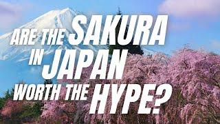 Are the Sakura in Japan worth the Hype? - 5 Tips for seeing the Cherry Blossoms