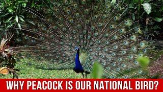 Here's Why Peacock Is The National Bird Of India