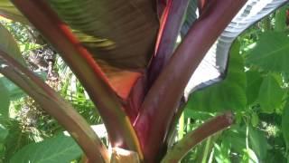 GARDENING GUIDE: How to grow Bananas : The RED Abyssinian Banana - Ensete maurelii Banana Care Tips