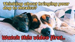 5 Things you must know before bringing your dog into Mexico.