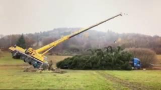 Crane tipping lifting Christmas Tree