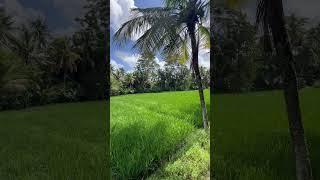 Dreaming of paradise? Let Bali awaken your soul, inspire your journey #bali #danieltchernie #travel