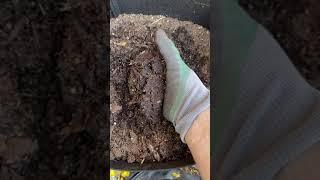 Do NOT use Kellogg Raised Bed and Potting Mix without adding Perlite!