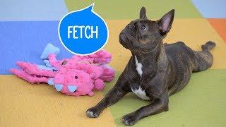 How to Teach Your Dog to Fetch | Chewy