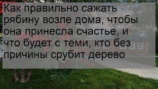 Как правильно сажать рябину возле дома, чтобы она принесла счастье, и что будет с теми, кто без пр.