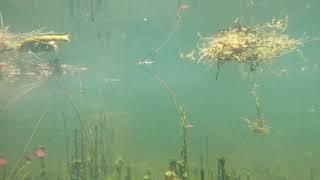 Relaxing Underwater Pond View