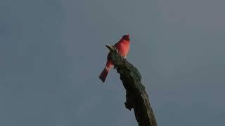 David Rothenberg and the Dawn Chorus