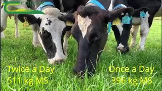 Once a Day vs Twice a Day Milking at Teagasc Moorepark