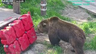 Медведь Мансур - Mansur the Bear (Столько дел Мансур переделал!!)