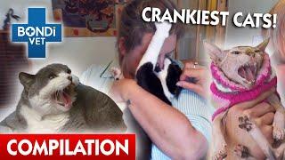 Crankiest Cats !  | Bondi Vet Compilation | Bondi Vet