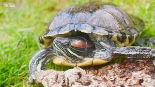 Terrapins on Countryfile (2020)