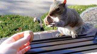 When a squirrel has to choose only one nut