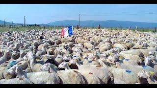 En direct du Bleymard   2500 brebis en transhumance vers le Mont Lozère