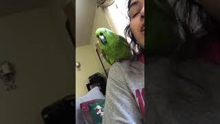 My parrot sings Moana with me!