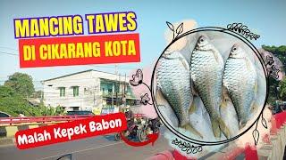 MANCING TAWES DI CIKARANG KOTA‼️MALAH KEPEK BABON BABON‼️#mancinggenggehek