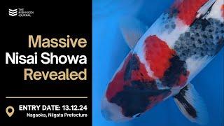 From Special Tosai to Stunning Nisai Showa | The Nishikigoi Journal | EP #068