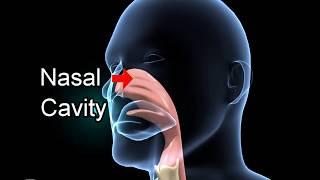 मानव श्वसन तंत्र Biology  - Human Respiratory System Overview  - Hindi