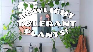 10 ACTUALLY Low Light Houseplants | Low Light Tolerant Indoor Plants!